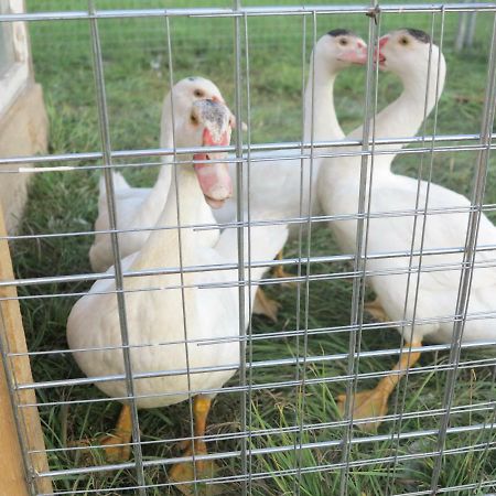 Ferienwohnung Kuehnel Pfaffendorf Kültér fotó